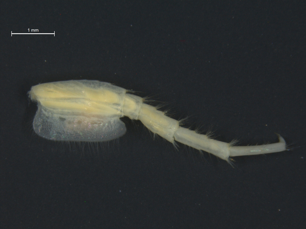 Pontogammarus robustoides